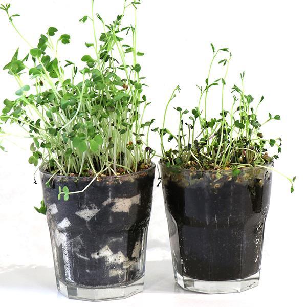[10030] Kastelukuutio Lite-Cubes Bio5 valkoinen 1000l